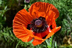 poppy-4251084_1920