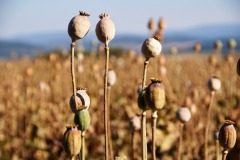 poppyhead-2654518_1920